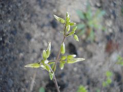 cerastium glomeratum